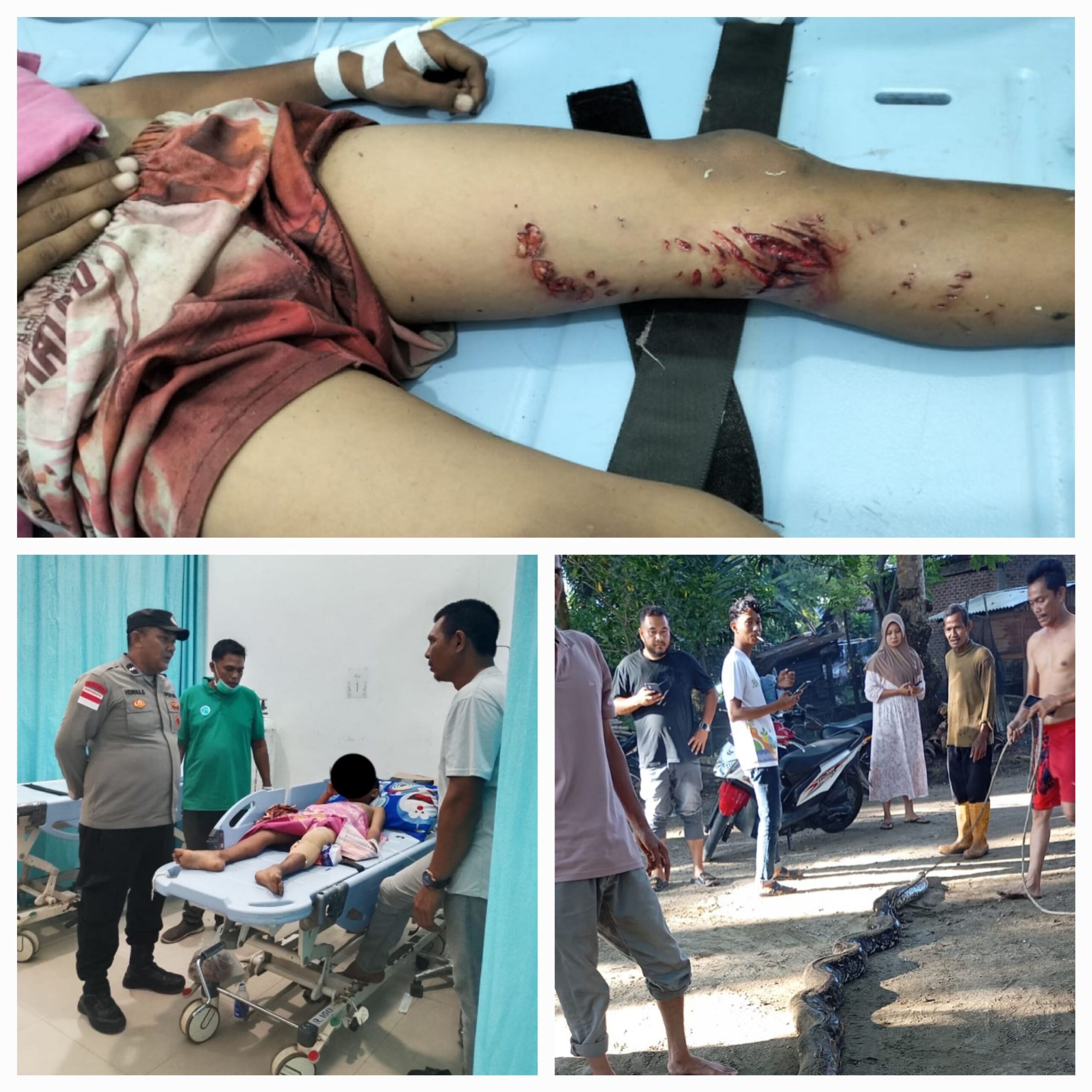 Bocah Nagan Raya Diserang Ular Phyton, Polisi dan Warga Sigap Lakukan Penyelamatan