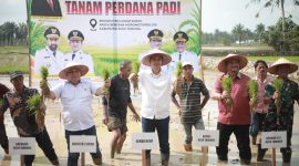 Sekda Aceh M. Nasir mewakili Gubernur Muzakir Manaf memimpin tanam padi perdana pasca bencana hidrometeorologi di Desa Bukit Panjang, Kecamatan Karang Baru, Aceh Tamiang, Minggu 5/7/2026. 